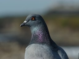 California2007-2008-017